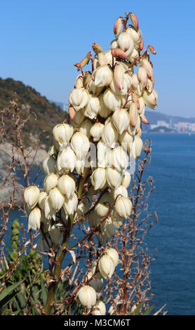 Blick auf Igidae park Küste und Haeundae Bezirk mit Blumen im Vordergrund im sonnigen Tag, Busan, Südkorea Stockfoto