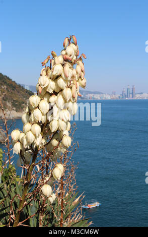 Blick auf Igidae park Küste und Haeundae Bezirk mit Blumen im Vordergrund im sonnigen Tag, Busan, Südkorea Stockfoto