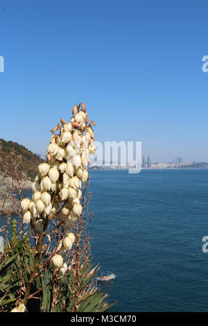 Blick auf Igidae park Küste und Haeundae Bezirk mit Blumen im Vordergrund im sonnigen Tag, Busan, Südkorea Stockfoto