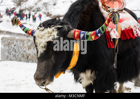 SIKKIM, Indien, 9. März 2017: Schwarz Yak stand vor der Changu Lake, Lake Tsomgo Stockfoto