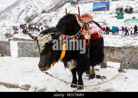 SIKKIM, Indien, 9. März 2017: Schwarz Yak stand vor der Changu Lake, Lake Tsomgo Stockfoto