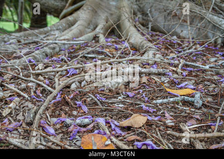 Gefallenen Jacaranda Blumen nur auf den Boden, Queensland, Australien Stockfoto