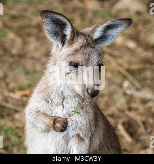 Cute grau kangaroo Joey, Queensland, Australien. Porträt. Quadratisches Bild. Stockfoto