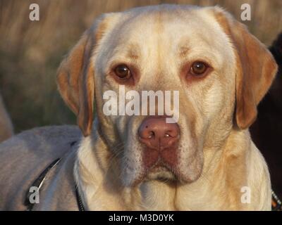 Golden Labrador Portrait in der Sonne. Buster Stockfoto