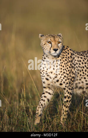 Ein Gepard mit Piercing gelbe Augen aufmerksam, die durch langes Gras. Masai Mara, Kenia. Stockfoto