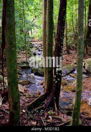 Regenwald Stream einer MINERALQUELLE fotografiert durch Bäume mit Licht, durch die er Bäume im Hintergrund Stockfoto