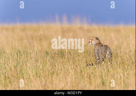 Ein Gepard sitzt im langen Gras, starrte aufmerksam in die Ferne, wo er hofft Beute zu finden. Stockfoto