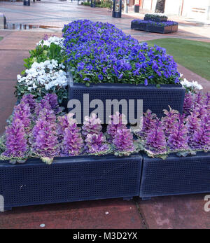 Stiefmütterchen und Kale Blumen auf Anzeige als Garten Attraktion in Dandenong Australien Stockfoto