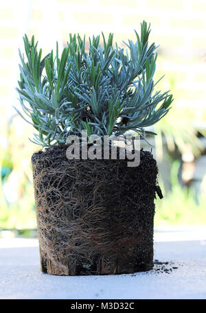 Junge Lavandula angustifolia oder als englischer Lavendel mit Wurzeln bekannte ausgesetzt Stockfoto