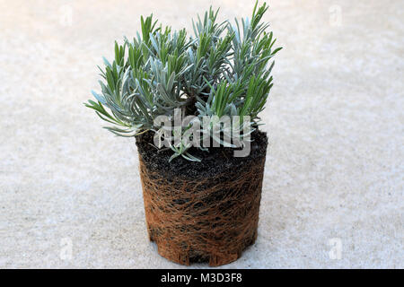 Junge Lavandula angustifolia oder als englischer Lavendel mit Wurzeln bekannte ausgesetzt Stockfoto
