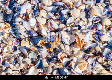 Hintergrund Muscheln am Strand des Schwarzen Meeres in Bulgarien Stockfoto