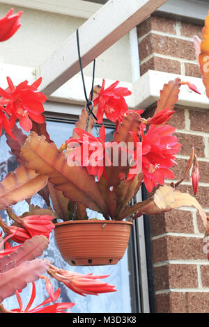 Red Orchid Cactus Flower oder Epiphyllum Ackermannii in hängenden Korb Stockfoto