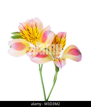 Zwei Blumen von Alstroemeria auf weißem Hintergrund. Stockfoto