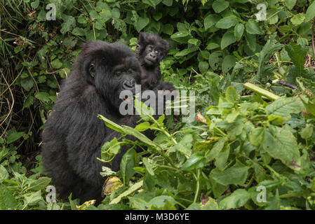 Mutter und baby-Mountain Gorilla, Sabyinyo Gruppe, Ruanda Stockfoto