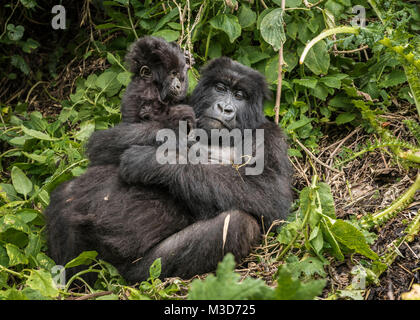 Mutter und baby-Mountain Gorilla, Sabyinyo Gruppe, Ruanda Stockfoto