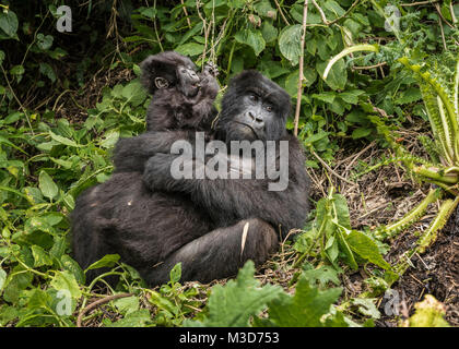 Mutter und baby-Mountain Gorilla, Sabyinyo Gruppe, Ruanda Stockfoto