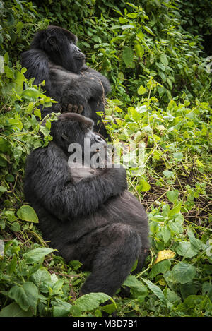 Mutter und Baby Mountain Gorillas (Gorilla beringei beringei) Stockfoto