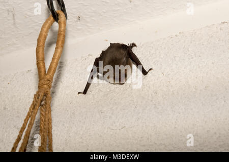 Braun Long-Eared Bat ruht in der Dämmerung in ein Haus am Rande eines Waldes in Lehnin, Deutschland. Ein Braunes Langohr rastet inder Abenddämmerung Stockfoto