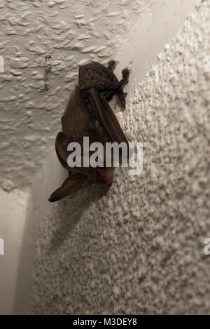 Braun Long-Eared Bat ruht in der Dämmerung in ein Haus am Rande eines Waldes in Lehnin, Deutschland. Ein Braunes Langohr rastet inder Abenddämmerung Stockfoto