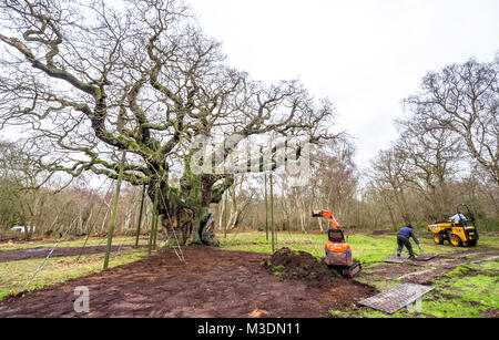 Masse Arbeit zu schützen, die alten großen Eiche im Sherwood Forest. Stockfoto