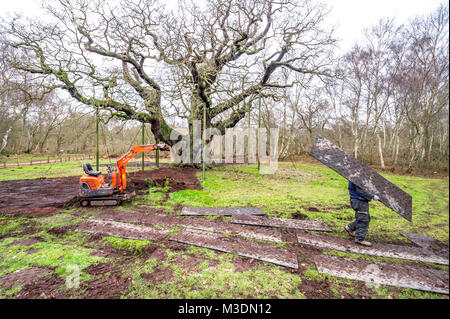 Masse Arbeit zu schützen, die alten großen Eiche im Sherwood Forest. Stockfoto