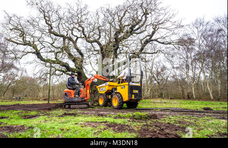 Masse Arbeit zu schützen, die alten großen Eiche im Sherwood Forest. Stockfoto
