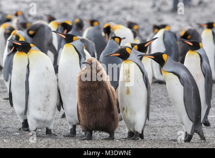 Eine Gruppe erwachsener Königspinguine steht neben einem jugendlichen Pinguin auf Salisbury Plain, Südgeorgien Stockfoto