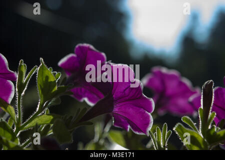 Petunia ist Gattung von 35 Arten von Blütenpflanzen der Südamerikanischen Ursprungs. Auf dem Bild ist Petunia im Sonnenschein. Stockfoto