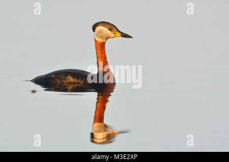 Red Necked Grebe (Podiceps grisegena) auf dem Wasser, im Frühling Stockfoto