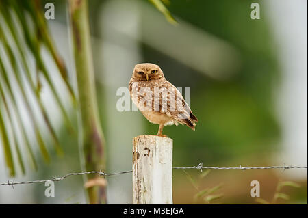 Grabende Eule (Athene cunicularia) thront auf einem Zaunpfosten, Sucandi, Suzano, Sao Paulo, Brasilien Stockfoto