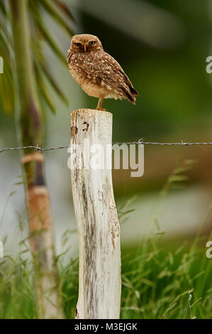 Grabende Eule (Athene cunicularia) thront auf einem Zaunpfosten, Sucandi, Suzano, Sao Paulo, Brasilien Stockfoto