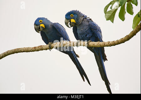 Zwei Hyazinthara (Anodorhynchus hyacinthinus) in einem Baum gehockt, Araras Ecolodge, Mato Grosso, Brasilien Stockfoto