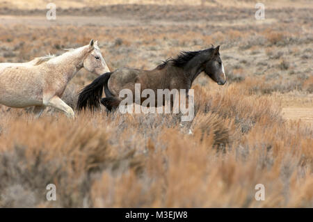 Zwei Wild Horse - Mustang - (Equus caballus), sandwash Becken, Colorado Stockfoto