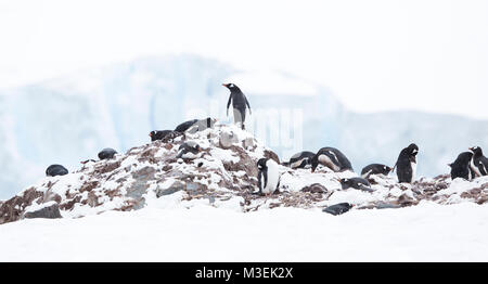 Ein einsamer Gentoo Pinguin stehend auf der Oberseite des rookery an Neko Harbour, Antarktis. Stockfoto