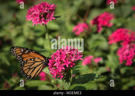 Pink Cluster Blume Bush mit Monarch butterfly Seitenansicht Stockfoto