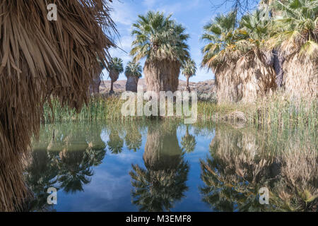 Tausend Palmen, Kalifornien - 11. Dezember 2017: Die McCallum Grove Teich ist eine Oase auf einem Desert Trail im Coachella Valley erhalten und wird vom w zugeführt Stockfoto