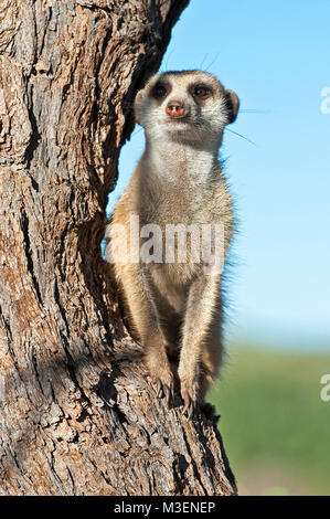 Erdmännchen auf Wache in einem Baum. Stockfoto