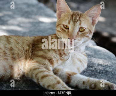 Katze im Schatten an einem heißen Sommertag im Jahr 2015 getroffen. Stockfoto
