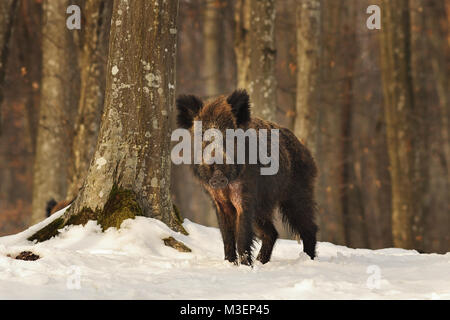 Neugierige junge Wildschweine im Wald, winter Bild (Sus scrofa) Stockfoto