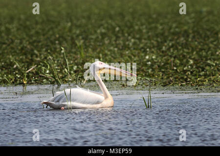 Great White Pelican schwimmend auf natürlichen Teich (Pelecanus onocrotalus) Stockfoto