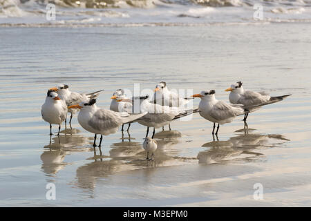 Gruppe der Royal seeschwalben am Strand Stockfoto