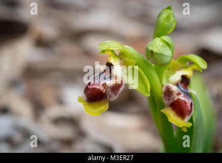 Ophrys flavomarginata Wild Orchid Anlage mit frischem blühenden Blume. Stockfoto