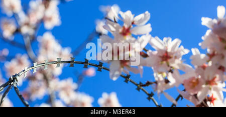 Freiheit Konzept. Draht Stacheldraht zaun und Unschärfe Mandelbaum Blüten auf blauer Himmel, Frühling Stockfoto