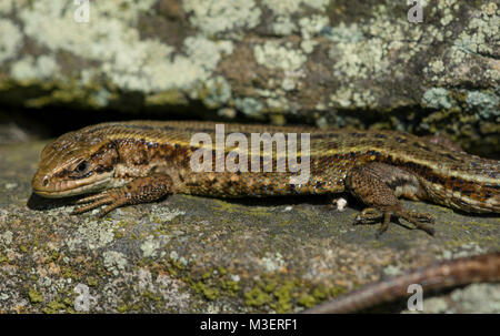 Gravid weiblich common/lebendgebärenden Eidechse Zootoca vivipara Nordenglischen Pennines. Stockfoto