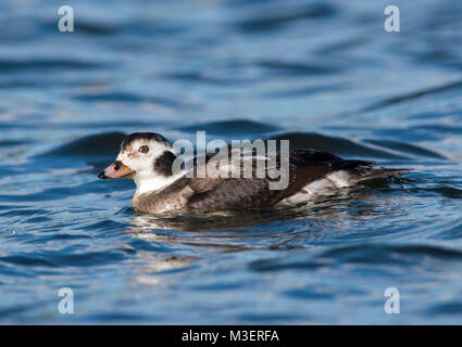 Juvenile männlichen Eisente Clangula hyemalis auf einem See im Winter Sonne Nottinghamshire England UK. Stockfoto