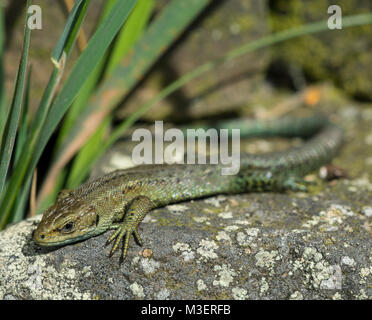 Seltene männlich Grün gemeinsame Lizard oder Vivipar Lizard (Zootoca Vivipara) Sonnenbaden auf einer Steinmauer in der Derbyshire Peak District. Stockfoto