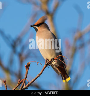 Waxwing oder Bohemian Waxwing Bombycilla (GESCHWÄTZIGE) auf Rowan Berry Baum im Winter Sonne in South Yorkshire UK. Stockfoto