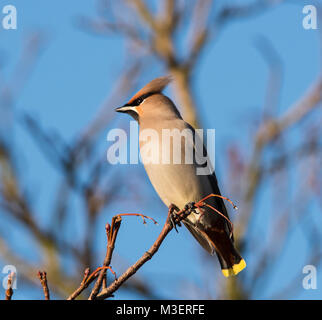 Waxwing oder Bohemian Waxwing Bombycilla (GESCHWÄTZIGE) auf Rowan Berry Baum im Winter Sonne in South Yorkshire UK. Stockfoto