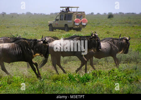 Gnus und Zebras auf der Serengeti, Tansania Stockfoto