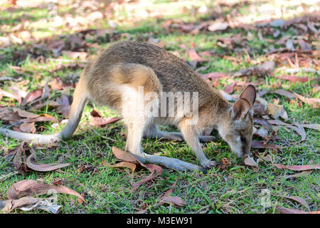 In Australien natuarl Park in der Nähe von Kangaroo in der Nähe von Bush Stockfoto